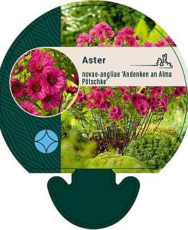 Aster n.-a. 'And. an Alma Pötschke' Pot 9 cm