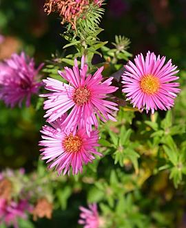 Aster n.-a. 'And. an Alma Pötschke' Pot 9 cm