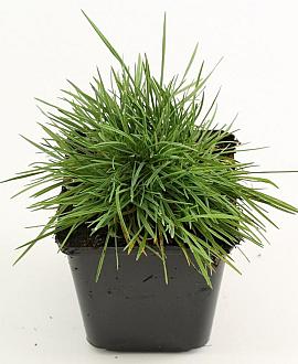 Koeleria glauca Pot 9 cm