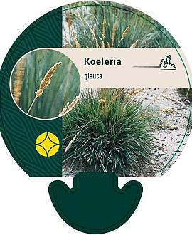 Koeleria glauca Pot 9 cm