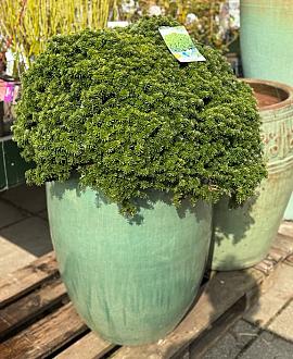 Abies k. 'Brillant' Bolvorm 50-60 cm