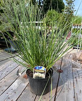 Cortaderia s. Tiny Pampa Pot 5 Liter 