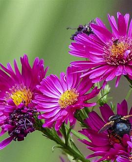 Aster n.-b. 'Crimson Brocade' Pot 9 cm