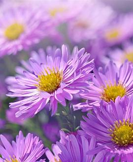 Aster n.-b. 'Fellowship' Pot 9 cm