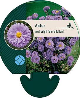 Aster n.-b. 'Marie Ballard' Pot 9 cm