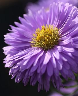 Aster n.-b. 'Marie Ballard' Pot 9 cm