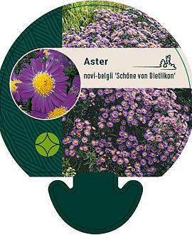 Aster n.-b. 'Schöne von Dietlikon' Pot 9 cm