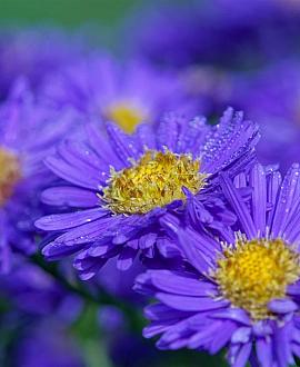 Aster n.-b. 'Schöne von Dietlikon' Pot 9 cm