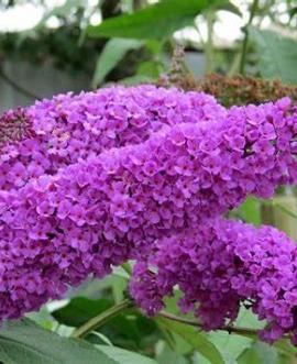 Buddleja d. 'Border Beauty' Pot 10 liter