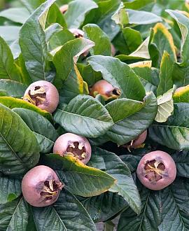 Mespilus germanica Laagstam