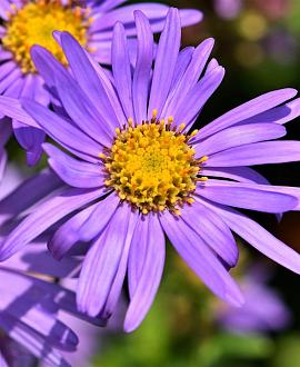 Aster thomsonii Pot 9 cm