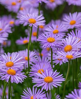 Aster tongolensis 'Napsbury' Pot 9 cm