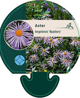 Aster tongolensis 'Napsbury' Pot 9 cm