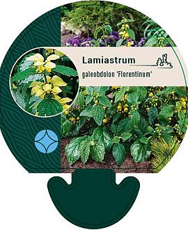 Lamiastrum gal. 'Florentinum' Pot 9 cm