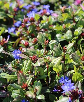Ceratostigma willmottianum Pot 9 cm