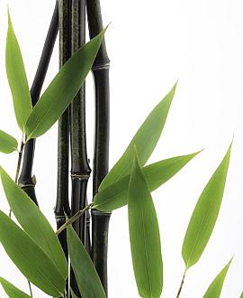 Fargesia nitida 'Black Pearl' Pot 5 Liter 80 - 100 cm