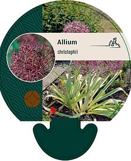 Allium christophii Pot 9 cm