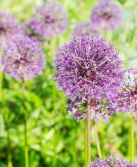 Allium christophii Pot 9 cm