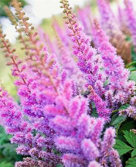 Astilbe c. 'Superba' Pot 9 cm