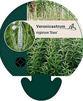 Veronicastrum virg. 'Diana' Pot 9 cm