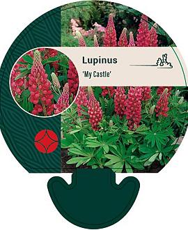 Lupinus 'My Castle' Pot 9 cm