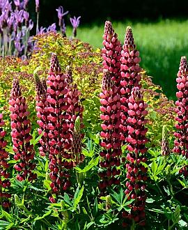 Lupinus 'My Castle' Pot 9 cm