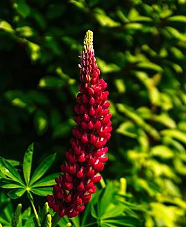 Lupinus 'The Pages' Pot 9 cm