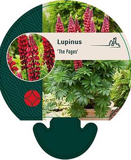 Lupinus 'The Pages' Pot 9 cm
