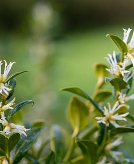 Sarcococca confusa Pot 2 Liter