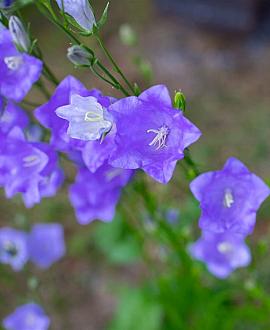 Campanula persicifolia Pot 9 cm