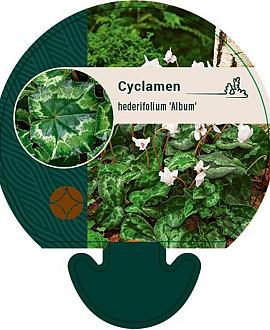 Cyclamen hederif. 'Album' Pot 9 cm