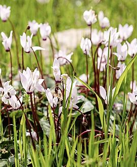 Cyclamen hederif. 'Album' Pot 9 cm