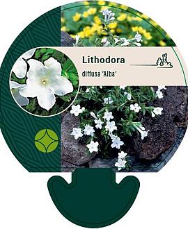 Glandora d. 'Alba' Pot 9 cm