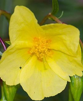 Helianthemum 'Wisley Primrose' Pot 9 cm