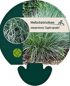 Helictotrichon sem. 'Saphirsprudel' Pot 9 cm