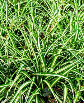 Carex morrowii 'Vanilla Ice' Pot 9 cm