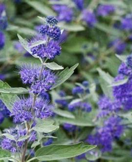 Caryopteris cland. Sterling Silver Pot 2 Liter