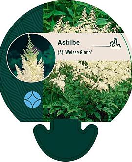 Astilbe (A) 'Weisse Gloria' Pot 9 cm