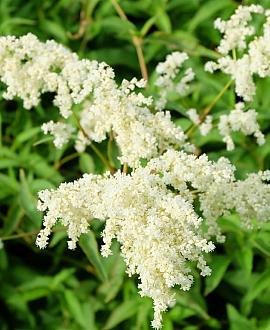 Astilbe (A) 'Weisse Gloria' Pot 9 cm