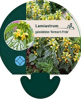 Lamiastrum gal. 'Herman's Pride' Pot 9 cm