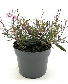 Gaura l. 'Siskiyou Pink' Pot 2 Liter