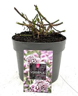 Verbena bon. 'Lollipop' Pot 2 Liter