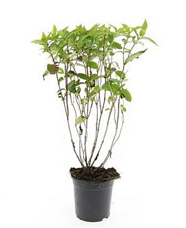 Diervilla sessilif. 'Butterfly' Pot 1,5 liter