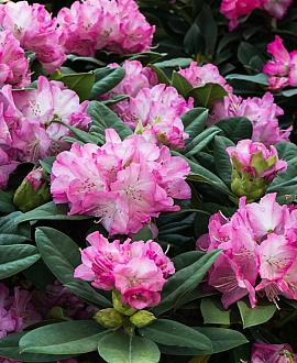 Rhododendron 'Roseum Elegans' Pot 20 Liter