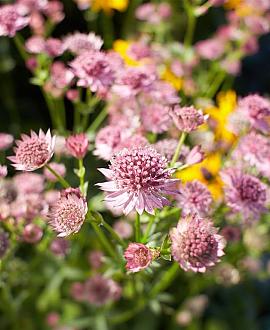 Astrantia maj. 'Florence' Pot 9 cm
