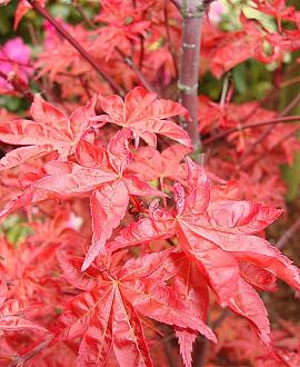 Acer pal. 'Corallinum' Pot 30 Liter 125 - 150 cm
