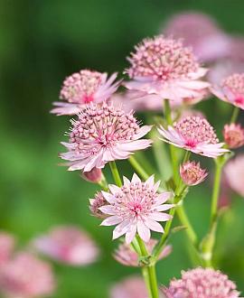 Astrantia maj. 'Pink Pride' Pot 9 cm