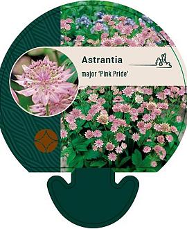 Astrantia maj. 'Pink Pride' Pot 9 cm