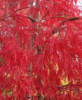 Acer pal. 'Inaba-shidare' Pot 130 liter 200 - 250 cm Meerstammig