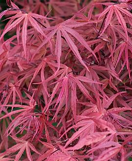 Acer pal. 'Tamukeyama' Pot 15 liter Halfstam